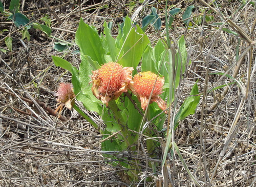 Wild Protea.